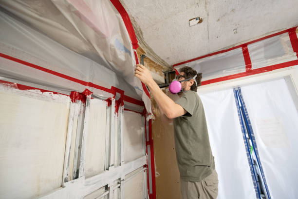 Best Mold Damage Restoration  in New Holland, PA