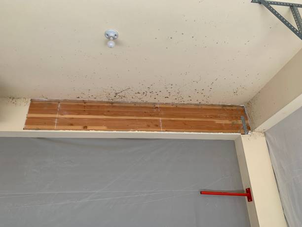 Mold Odor Removal Services in New Holland, PA